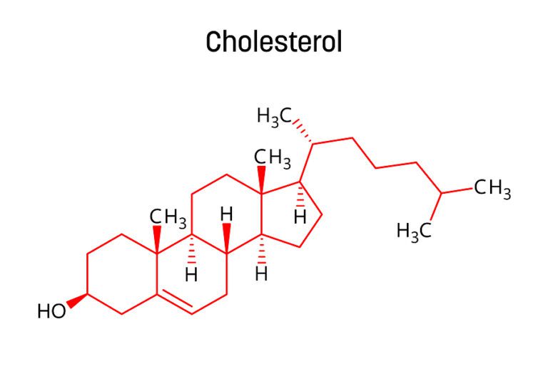 how-cholesterol-may-actually-help-you-daily-health-explorer